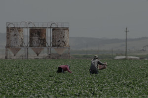 Two migrant farmworkers perform backbreaking work picking strawberries along the centeal coast of California