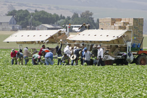 Harvesting and packing head lettuce in the field. Salinas Valley, California, USA.