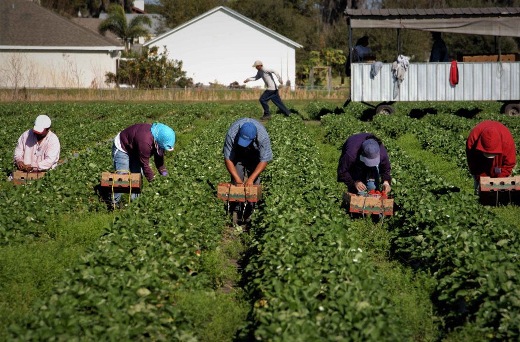 strawberry picker workers